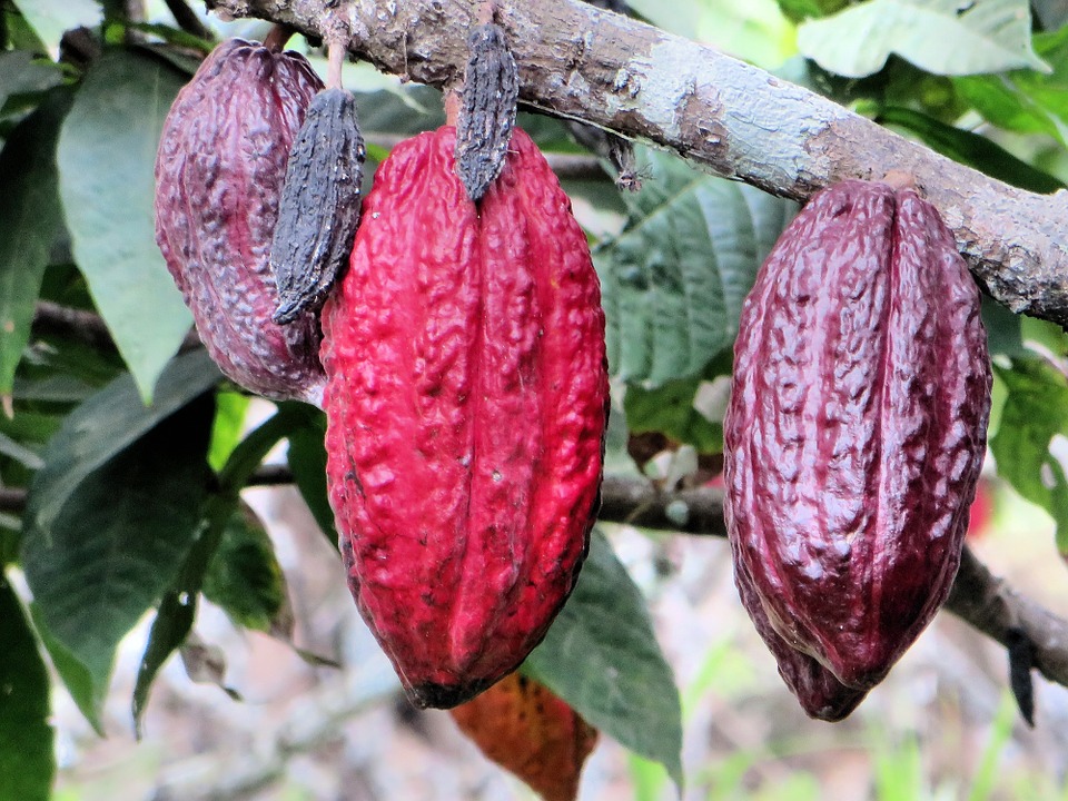 Lo ngại dư cung khiến giá cacao giảm mạnh