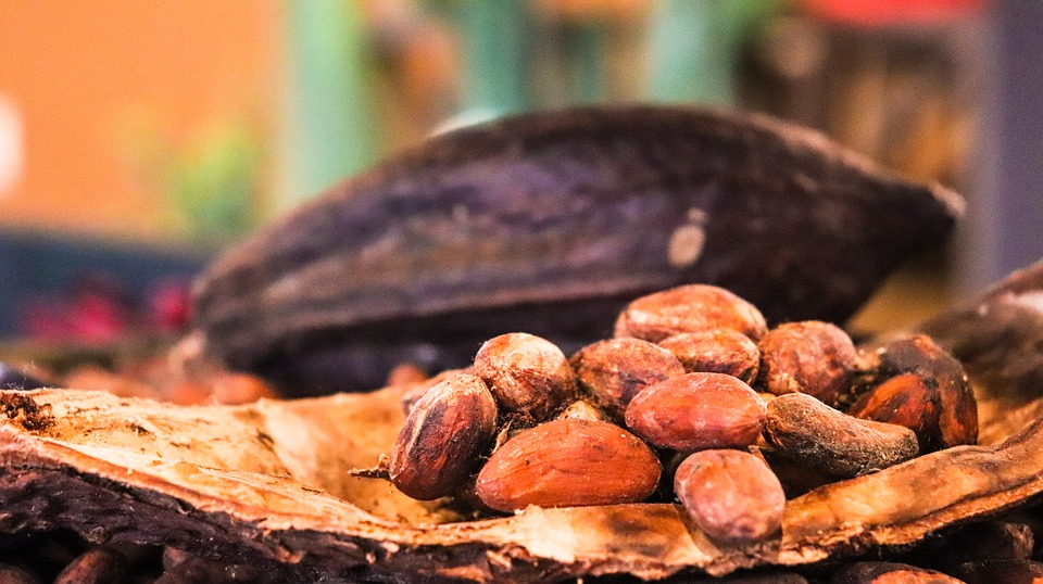 Lượng mưa thấp giúp giá cacao phục hồi