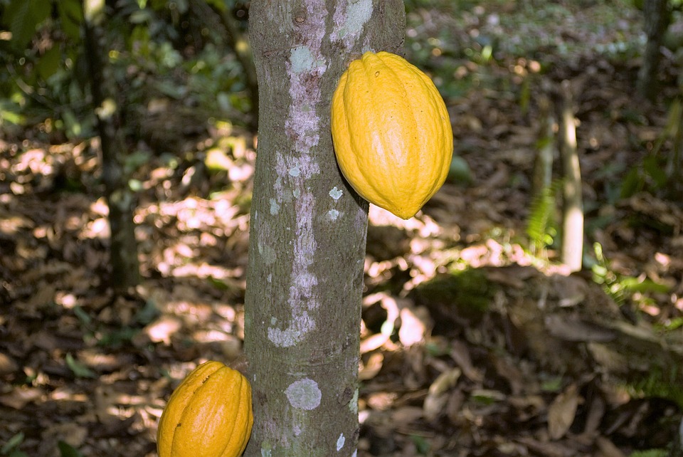 Giá cacao giảm mạnh do thiếu lực cầu và áp lực dư cung