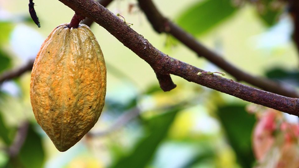 Tây Phi tăng thuế xuất khẩu kéo giá cacao quay đầu tăng