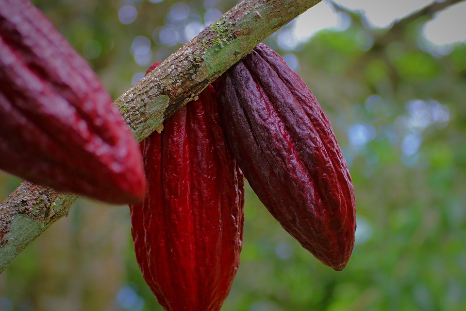 Nguồn cung dồi dào từ Bờ Biển Ngà kéo giá cacao quay đầu giảm