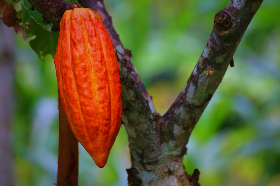 Giá cacao tăng mạnh do lo ngại thu hẹp nguồn cung từ Tây Phi