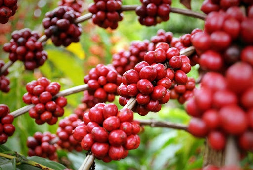 Giá cà phê Arabica và đường đang rất nhạy cảm ở các ngưỡng quan trọng