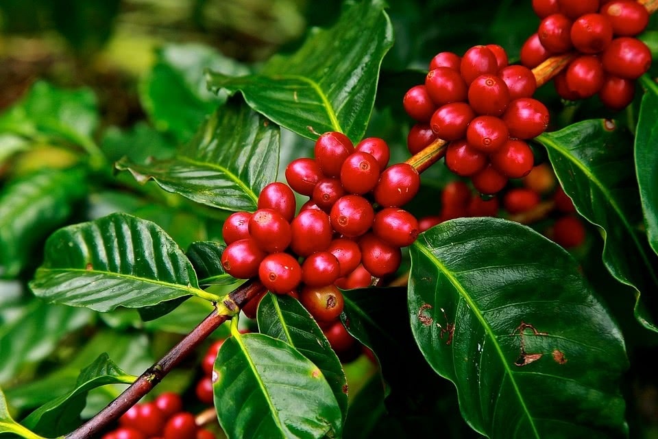 Áp lực bán vẫn còn nhưng Robusta có thể được hỗ trợ từ diễn biến của Arabica