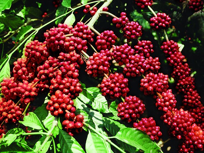 Giá cà phê Arabica đang gặp lực cản lớn ở mức kháng cự 130 cents