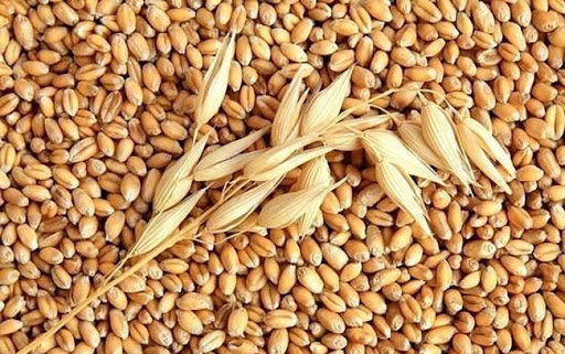 Đà tăng của ngô và lúa mì sẽ chậm lại trước thềm công bố Báo cáo Cung- cầu