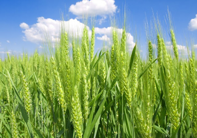 Chất lượng mùa vụ liên tục giảm xuống trong vài tuần gần đây sẽ là yếu tố hỗ trợ cho giá ngô và lúa mì