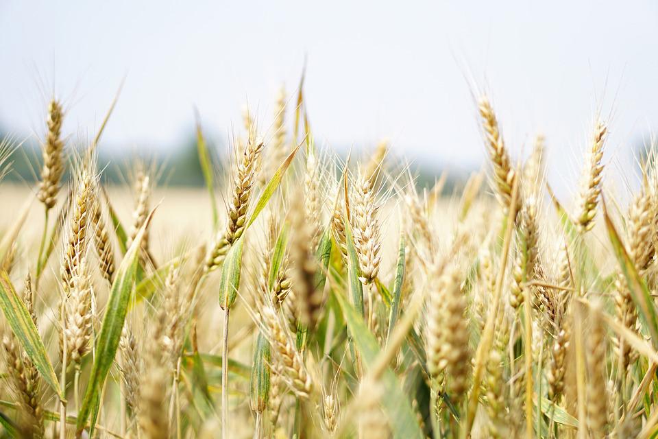 Giá lúa mì đang đi ngược với các mặt hàng nông sản nhờ kỳ vọng số liệu bán hàng tăng lên trong báo cáo tối nay