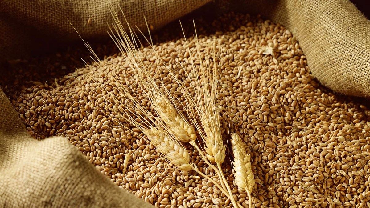 Ngô và lúa mì có thể phục hồi trở lại trong phiên hôm nay